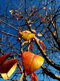 Low angle view of tree against blue sky