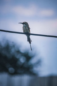 Low angle view of bird perching on cable against sky