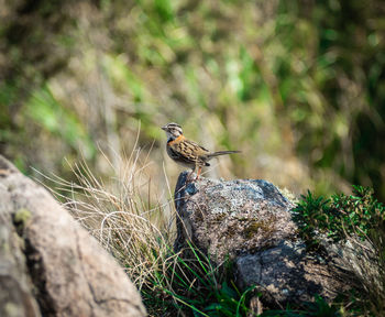 Bird perching on rock