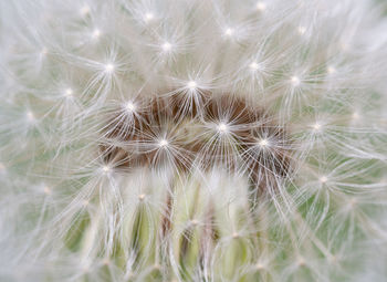 Close-up of dandelion on plant