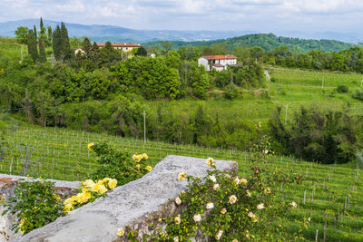 Scenic view of grassy field by trees