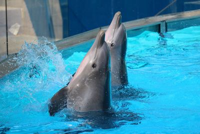 View of dolphins in swimming pool