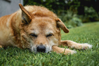 Close-up of dog resting on field