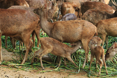 Deers in a field