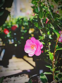 Close-up of pink flower blooming outdoors