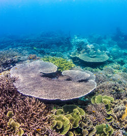 View of fish swimming in sea