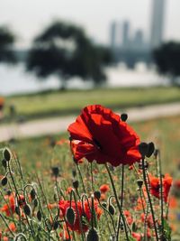 Close-up of red poppy flower on field