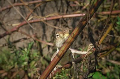 Close-up of bird perching on tree