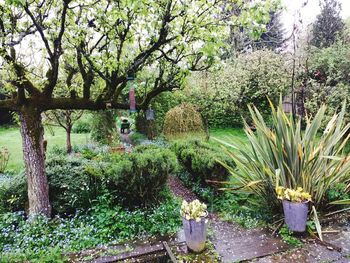 Potted plants in garden