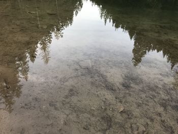 Reflection of tree in puddle