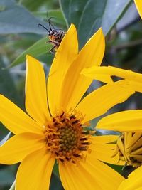 Close-up of insect on yellow flower