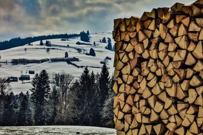 Stack of logs in forest