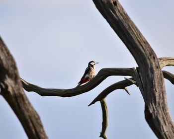 Low angle view of bird perching on tree against sky