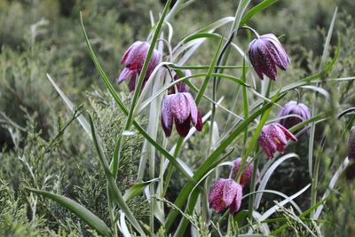 Close-up of crocus blooming outdoors