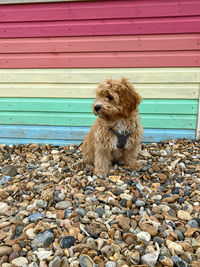 Puppy dog at the beach 