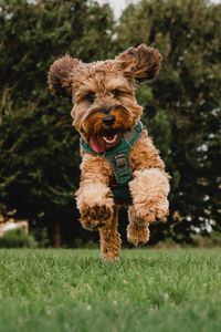 Portrait of dog running on field