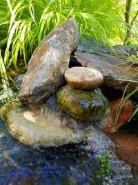 Close-up of turtle on rock