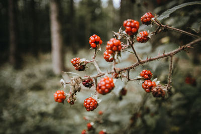 Red berries growing on tree