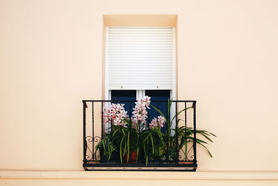 Potted plant on balcony