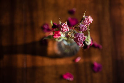 Close-up of pink flowers