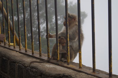Monkey with infant on fence during foggy weather
