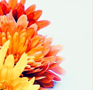 Close-up of orange flower against white background