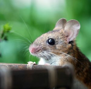 Close-up of an animal