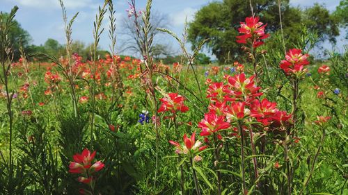 Close-up of red flowers blooming outdoors