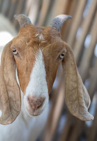 Close-up of goat