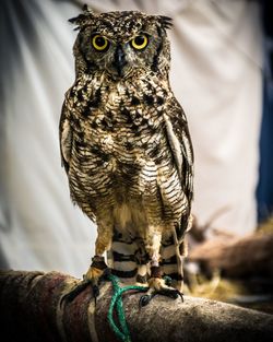 Close-up of owl perching on branch