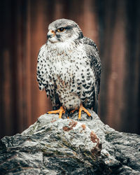 Close-up of eagle perching on wooden post