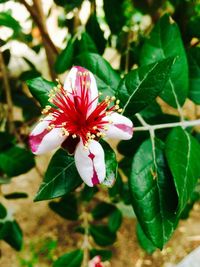 Close-up of pink flower