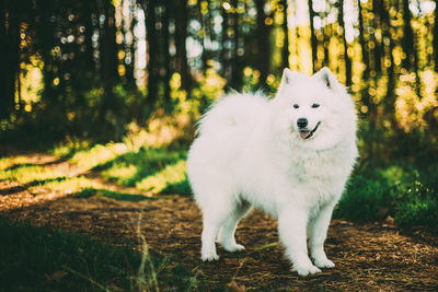 Portrait of white dog on field