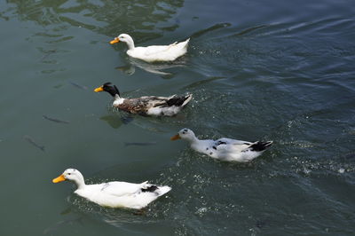 High angle view of ducks swimming in lake