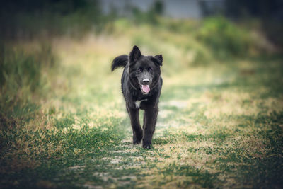 Portrait of black dog running on field