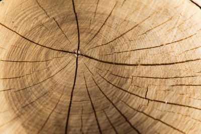 Full frame shot of tree stump