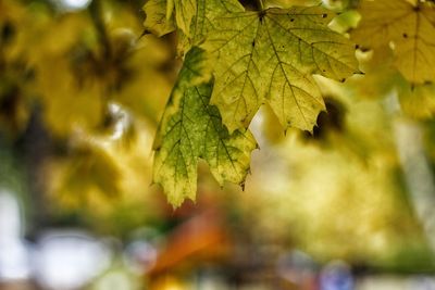 Close-up of yellow leaf on branch