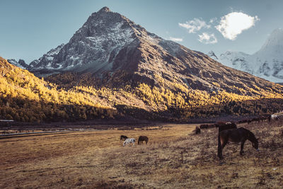 Horses on field against mountain range