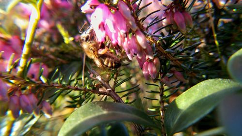 Close-up of pink flower