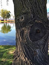 Close-up of tree trunk