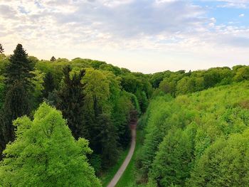 Scenic view of forest against sky