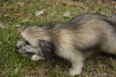 Close-up of cat on field