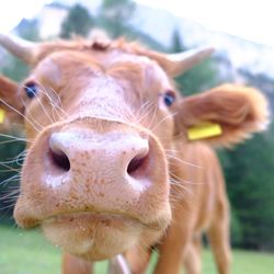 Close-up portrait of cow