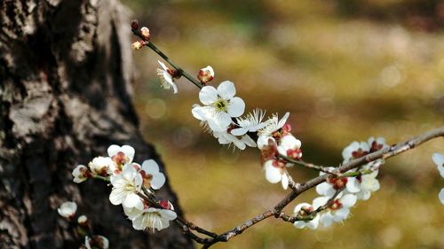 Close-up of apple blossoms in spring