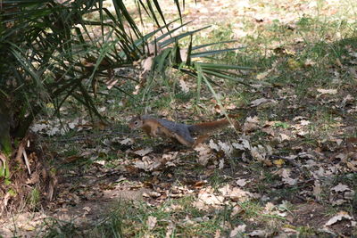 View of squirrel in forest