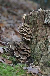 Close-up of mushroom growing on tree trunk