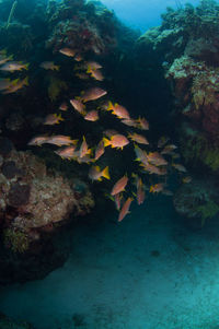 View of fish swimming underwater