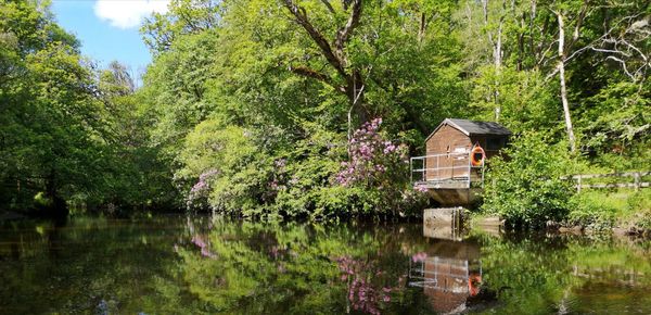 Scenic view of lake in forest