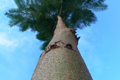 Low angle view of tree against sky