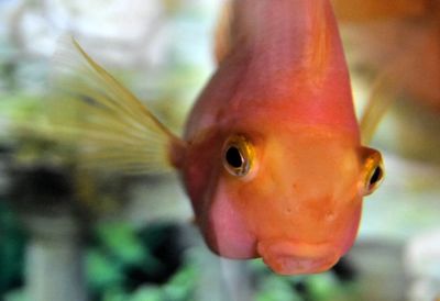 Close-up of fish swimming in aquarium